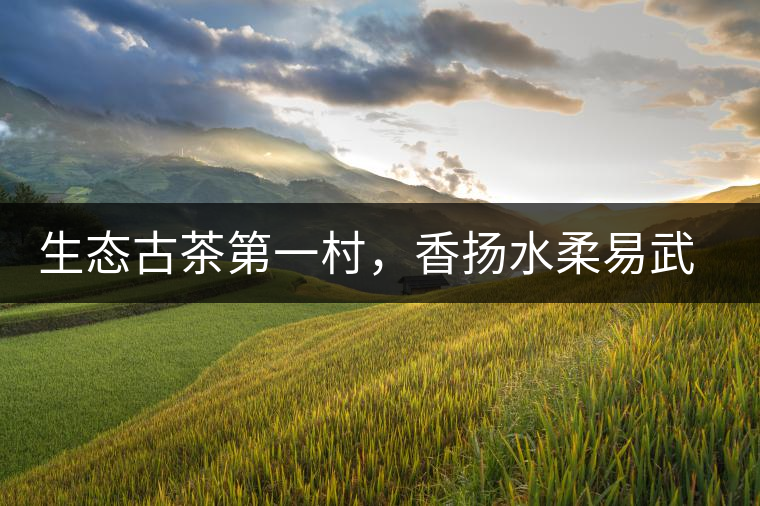 生態(tài)古茶第一村，香揚水柔易武落水洞古樹茶