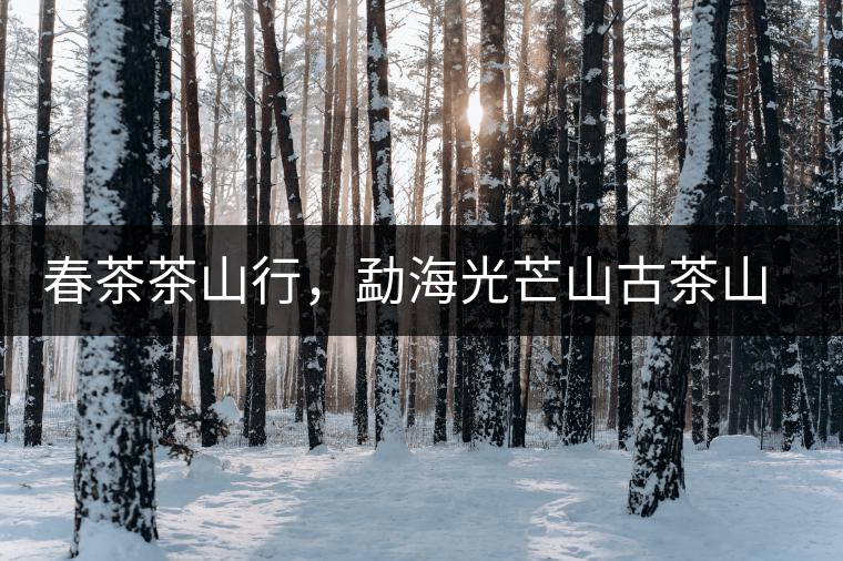 春茶茶山行，勐海光芒山古茶山你去過嗎？