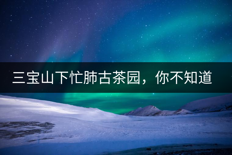 三寶山下忙肺古茶園，你不知道的古樹(shù)茶傳說(shuō)