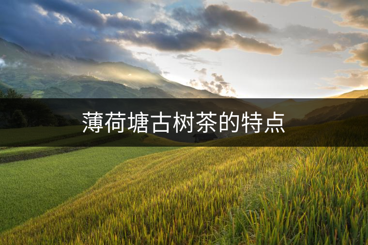 薄荷塘古樹茶的特點