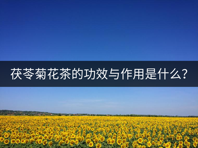 茯苓菊花茶的功效與作用是什么？