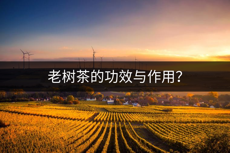 老樹(shù)茶的功效與作用？