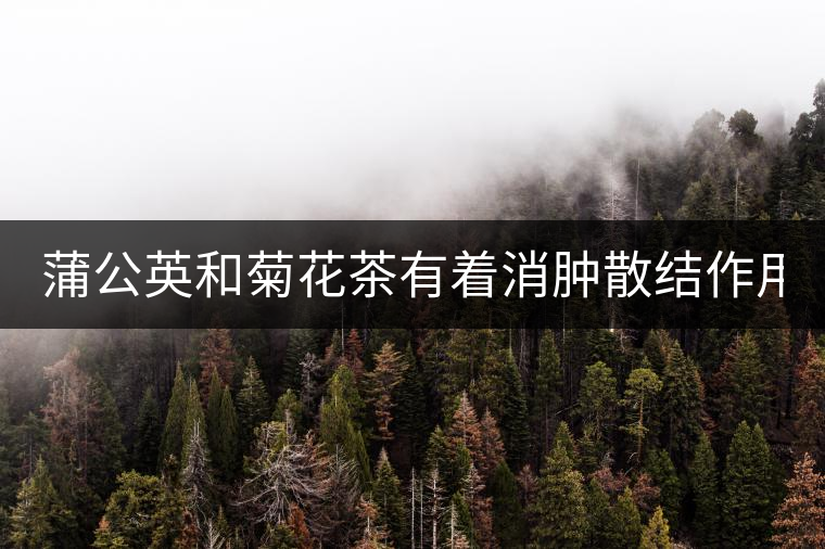 蒲公英和菊花茶有著消腫散結(jié)作用！