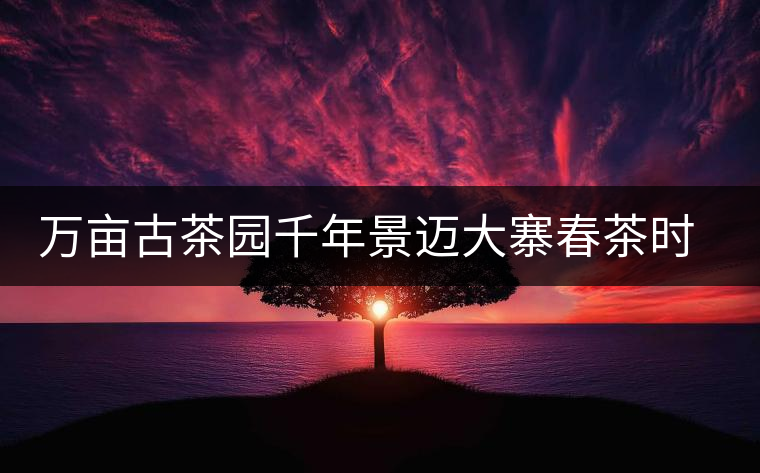 萬(wàn)畝古茶園千年景邁大寨春茶時(shí)節(jié)好風(fēng)光 萬(wàn)畝古茶園千年景邁大寨春茶時(shí)節(jié)好風(fēng)光