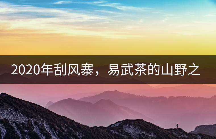 2020年刮風(fēng)寨，易武茶的山野之王-易武中聘號(hào)