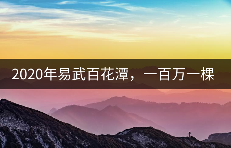 2020年易武百花潭，一百萬一棵樹-易武中聘號