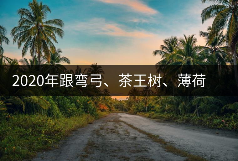 2020年跟彎弓、茶王樹、薄荷塘屬于同一山脈的神秘山頭-易武中聘號
