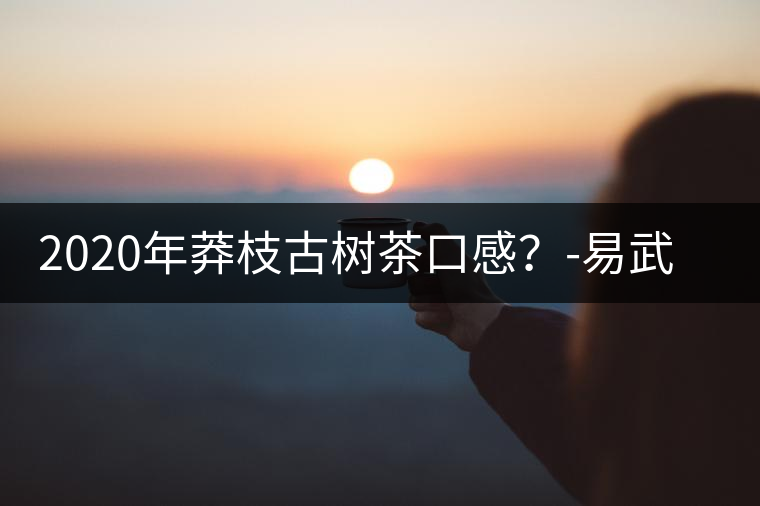 2020年莽枝古樹茶口感？-易武中聘號