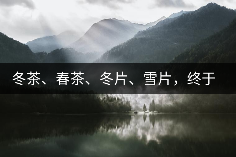 冬茶、春茶、冬片、雪片，終于分清楚了
