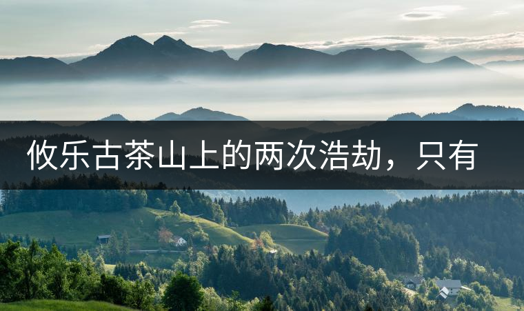 攸樂古茶山上的兩次浩劫，只有絕少部分的茶人解內(nèi)情