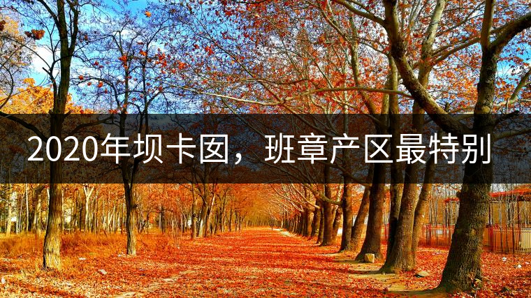 2020年壩卡囡，班章產(chǎn)區(qū)最特別的茶 -易武中聘號