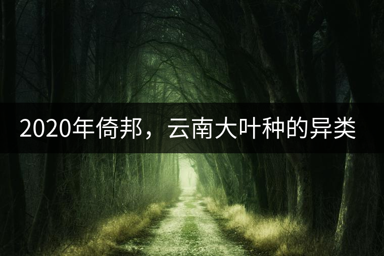 2020年倚邦，云南大葉種的異類-易武中聘號(hào)