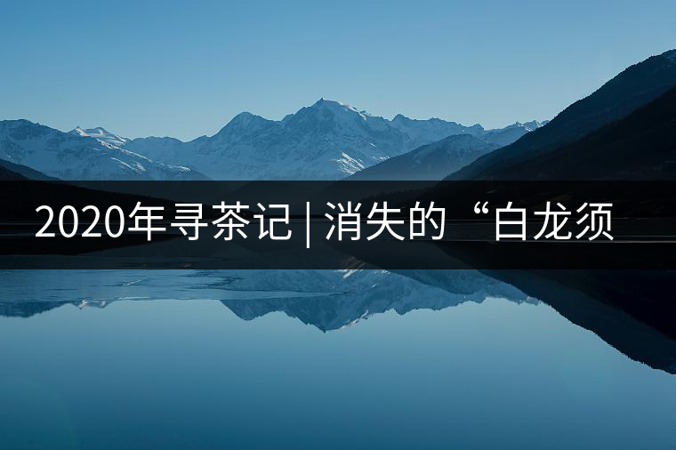 2020年尋茶記 | 消失的“白龍須貢茶” -易武中聘號 2020年尋茶記 | 消失的“白龍須貢茶” -易武中聘號