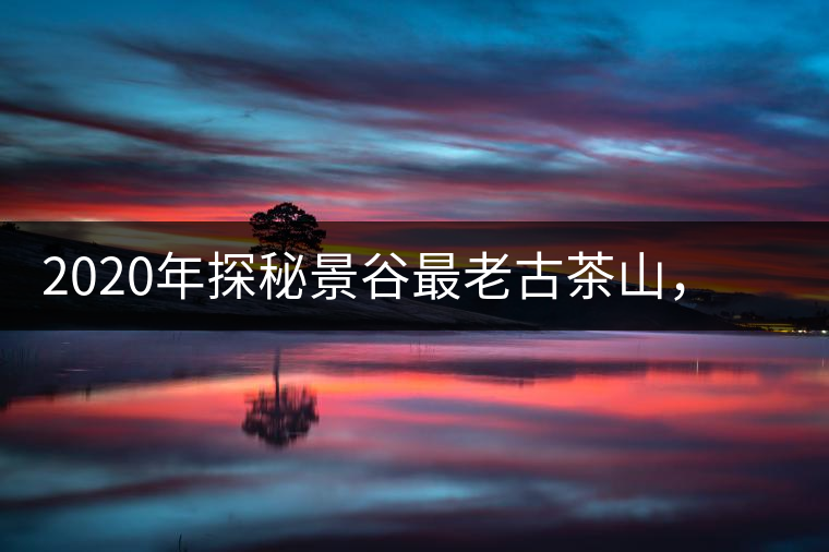 2020年探秘景谷最老古茶山，一個家族的興茶往事-易武中聘號