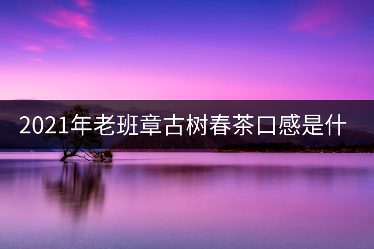 2021年老班章古樹(shù)春茶口感是什么？