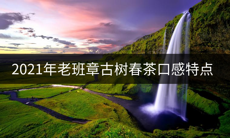 2021年老班章古樹(shù)春茶口感特點(diǎn)？