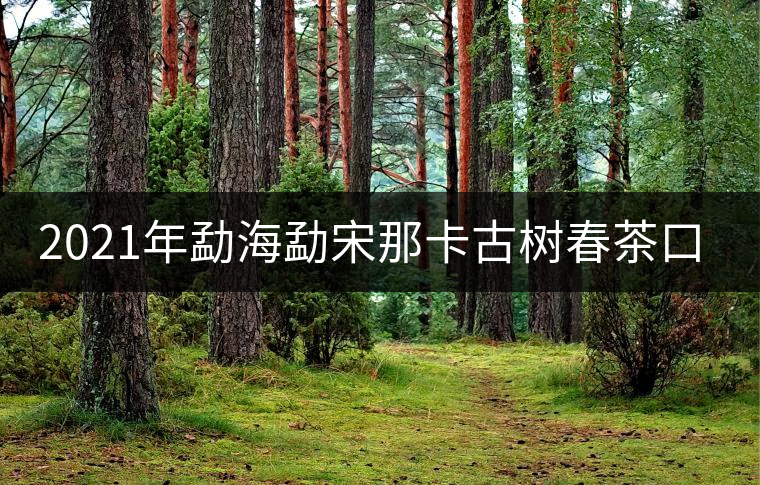 2021年勐海勐宋那卡古樹春茶口感特點？