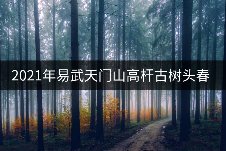 2021年易武天門山高桿古樹頭春多少錢一公斤？