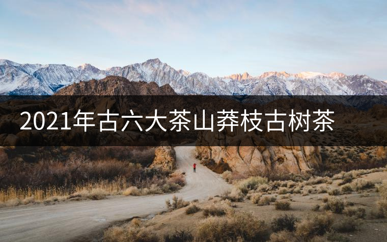 2021年古六大茶山莽枝古樹茶春茶口感特點