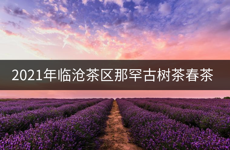 2021年臨滄茶區(qū)那罕古樹茶春茶多少錢一公斤？