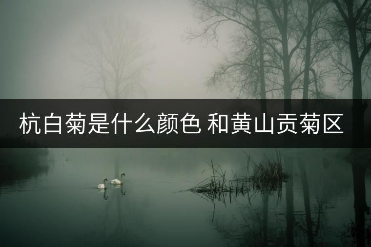 杭白菊是什么顏色 和黃山貢菊區(qū)別哪個(gè)好 杭白菊是什么顏色 和黃山貢菊區(qū)別哪個(gè)好