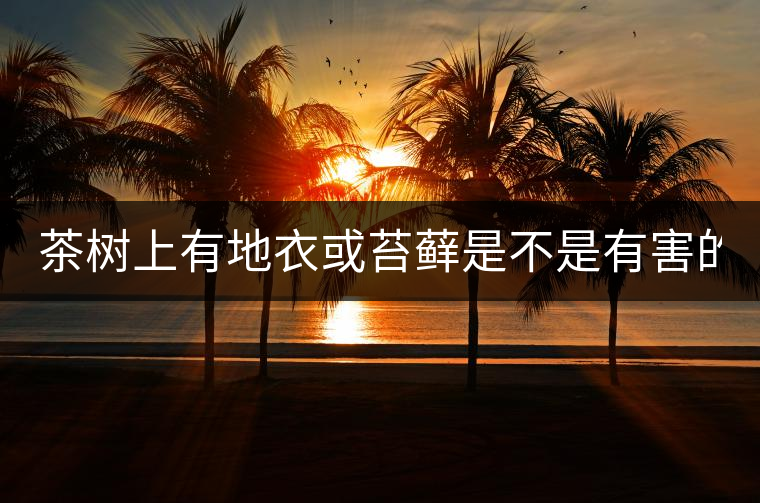 茶樹上有地衣或苔蘚是不是有害的？