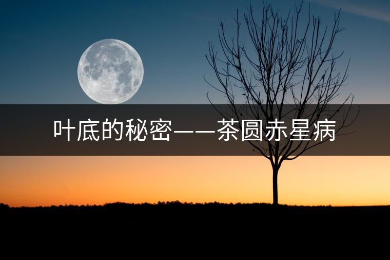 葉底的秘密——茶圓赤星病