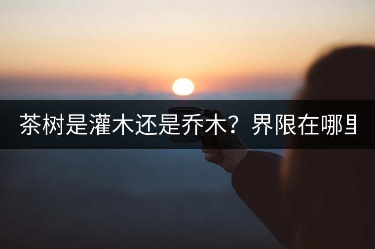茶樹(shù)是灌木還是喬木？界限在哪里？