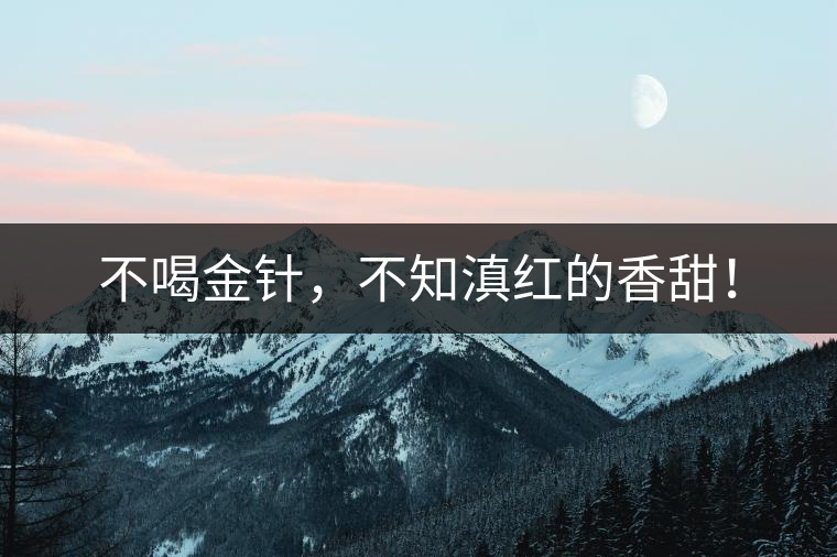 不喝金針，不知滇紅的香甜！