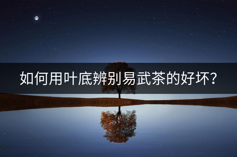 如何用葉底辨別易武茶的好壞？