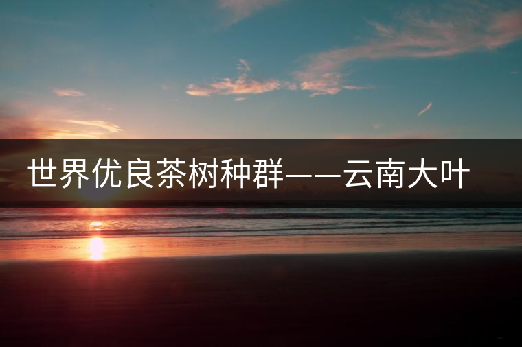 世界優(yōu)良茶樹(shù)種群——云南大葉種