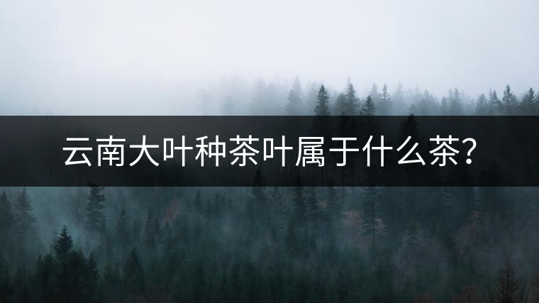 云南大葉種茶葉屬于什么茶？