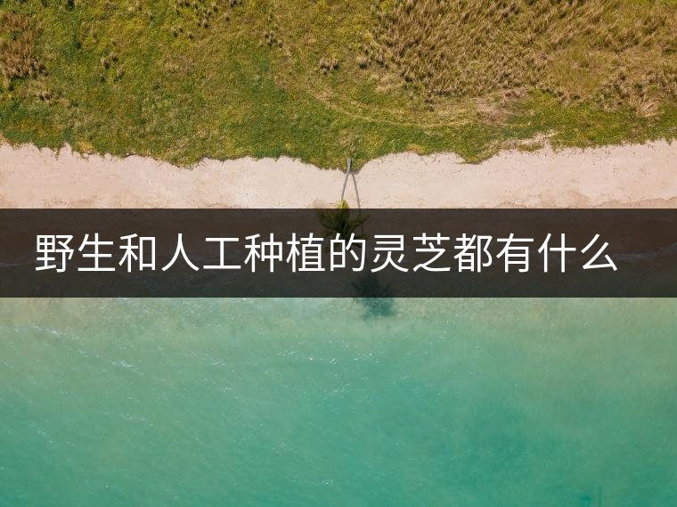 野生和人工種植的靈芝都有什么區(qū)別？