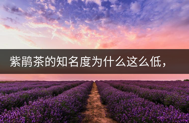 紫鵑茶的知名度為什么這么低，適合做成生茶還是熟茶？