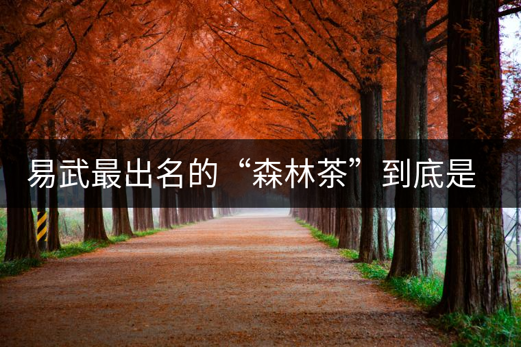 易武最出名的“森林茶”到底是什么茶？