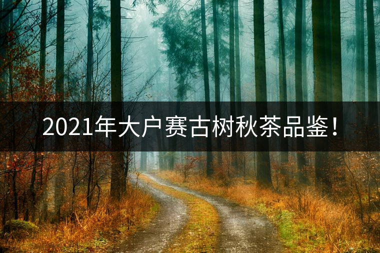 2021年大戶賽古樹秋茶品鑒！