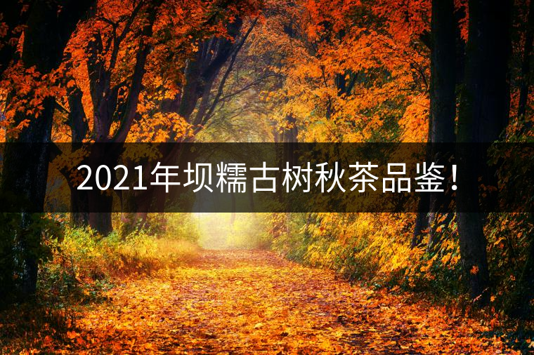 2021年壩糯古樹秋茶品鑒！