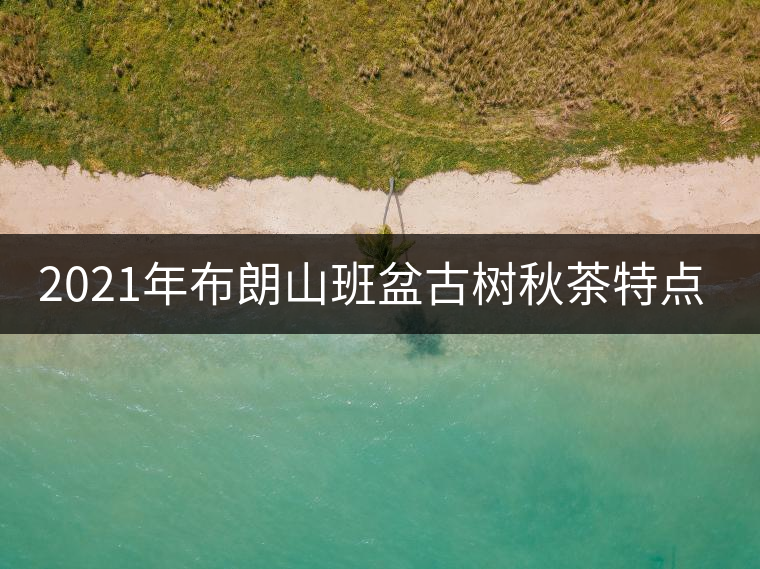 2021年布朗山班盆古樹秋茶特點?