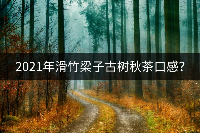 2021年滑竹梁子古樹(shù)秋茶口感？