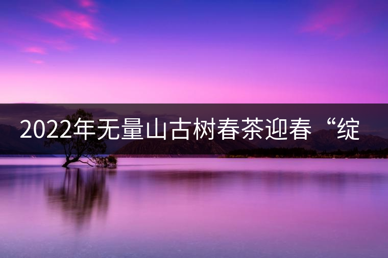 2022年無量山古樹春茶迎春“綻放”！
