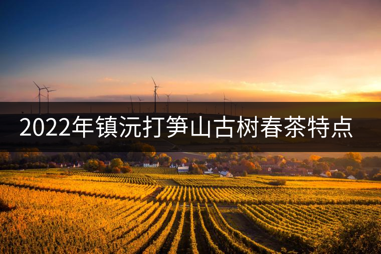 2022年鎮(zhèn)沅打筍山古樹春茶特點(diǎn)？
