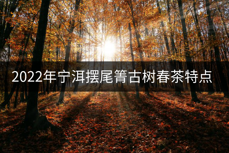 2022年寧洱擺尾箐古樹春茶特點(diǎn)？