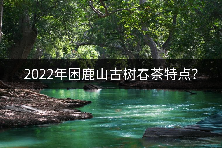 2022年困鹿山古樹春茶特點(diǎn)？