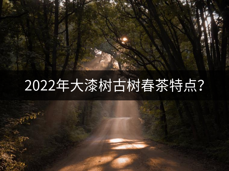 2022年大漆樹古樹春茶特點？