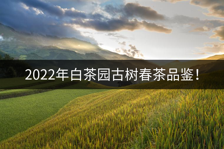 2022年白茶園古樹(shù)春茶品鑒！
