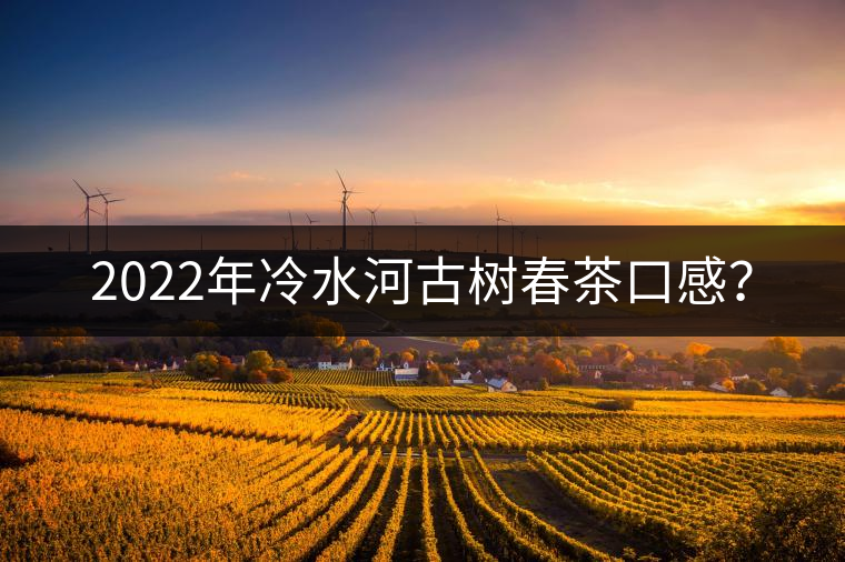 2022年冷水河古樹(shù)春茶口感？