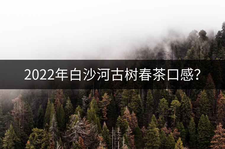 2022年白沙河古樹春茶口感？