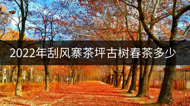 2022年刮風(fēng)寨茶坪古樹春茶多少錢一公斤？