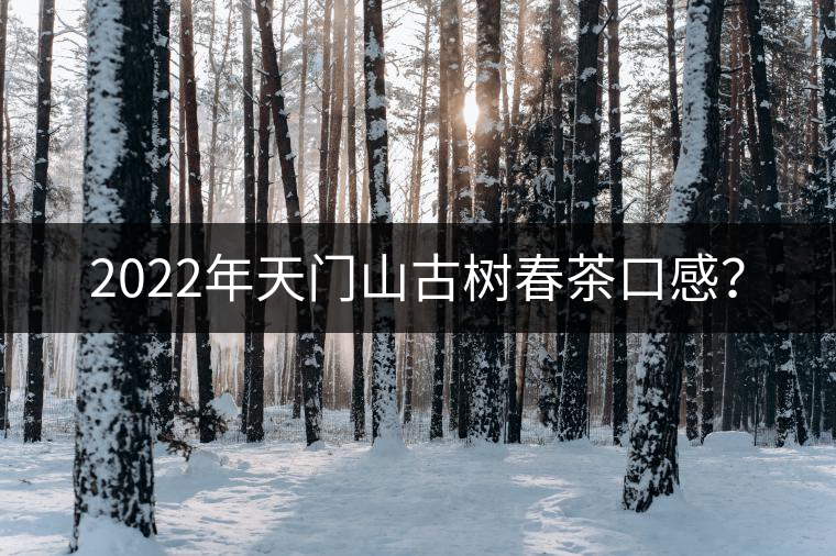2022年天門山古樹春茶口感？