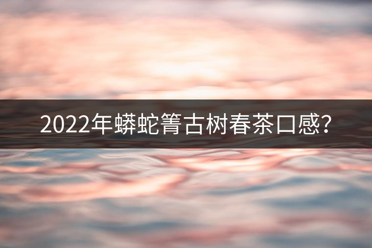 2022年蟒蛇箐古樹春茶口感？